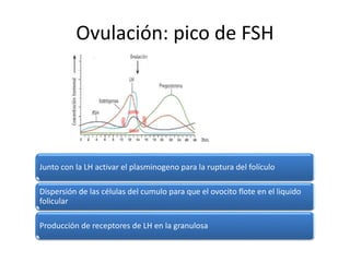 Ovulación: pico de FSH
Junto con la LH activar el plasminogeno para la ruptura del folículo
Dispersión de las células del cumulo para que el ovocito flote en el liquido
folicular
Producción de receptores de LH en la granulosa
 