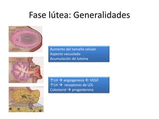 Fase lútea: Generalidades
Aumento del tamaño celular
Aspecto vacuolado
Acumulación de luteína
↑LH  angiogenesis  VEGF
↑LH  receptores de LDL
Colesterol  progesterona
 