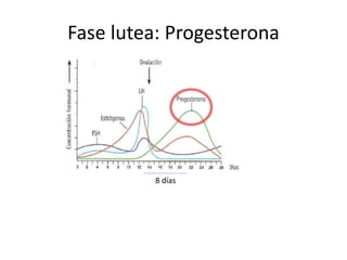Fase lutea: Progesterona
8 días
 