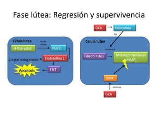 Fase lútea: Regresión y supervivencia
Fibroblastos Metaloproteinasas
(MMP)
Activina A
TIMP
Célula lutea
GCh
GCh
estimula
fija
folistatina
 