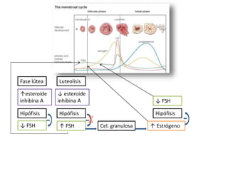 Fase lútea
↑esteroide
inhibina A
Hipófisis
↓ FSH
Luteolisis
↓ esteroide
inhibina A
Hipófisis
↑ FSH Cel. granulosa ↑ Estrógeno
Hipófisis
↓ FSH
 