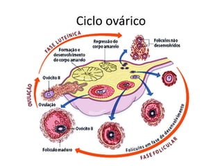 Ciclo ovárico
 
