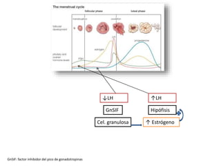 Cel. granulosa ↑ Estrógeno
Hipófisis
↑LH
GnSIF
GnSIF: factor inhibidor del pico de gonadotropinas
↓LH
 