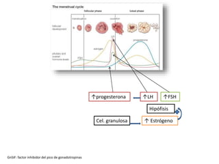 Cel. granulosa ↑ Estrógeno
Hipófisis
↑LH
GnSIF: factor inhibidor del pico de gonadotropinas
↑FSH↑progesterona
 