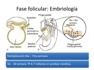 Fase folicular: Embriología
5ta – 6ta
semana
Cresta germinal
Multiplicación 6ta – 7ma semana
16 - 20 semana  6-7 millones en profase meiótica.
 