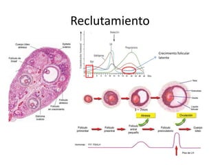 Reclutamiento
3 – 7mm
Crecimiento folicular
latente
 