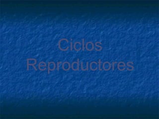 Ciclos
Reproductores
 