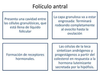 Folículo antral 
Presenta una cavidad entre 
las células granulósicas, que 
está llena de líquido 
folicular 
La capa granulosa va a estar 
engrosada: Terminará 
rodeando completamente 
al ovocito hasta la 
ovulación 
Formación de receptores 
hormonales. 
Las células de la teca 
sintetizan andrógenos y 
progestágenos a partir del 
colesterol en respuesta a la 
hormona luteinizante 
secretada por la hipófisis. 
 