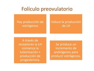 Folículo preovulatorio 
Hay producción de 
estrógenos 
Induce la producción 
de LH 
A través de 
receptores la LH 
comienza la 
luteinización + 
producción de 
progesterona. 
Se produce un 
incremento de 
andrógenos para 
producir estrógenos. 
 