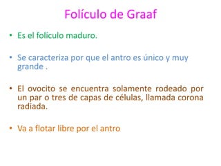 Folículo de Graaf 
• Es el folículo maduro. 
• Se caracteriza por que el antro es único y muy 
grande . 
• El ovocito se encuentra solamente rodeado por 
un par o tres de capas de células, llamada corona 
radiada. 
• Va a flotar libre por el antro 
 