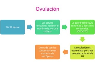 Ovulación 
Día 14 aprox. 
Las células 
foliculares reciben el 
nombre de: corona 
radiada 
La pared del folículo 
se rompe y libera sus 
contenidos. 
(OVOCITO) 
La ovulación es 
estimulada por altas 
concentraciones de 
LH 
Coincide con las 
concentraciones 
máximas de 
estrógenos 
 
