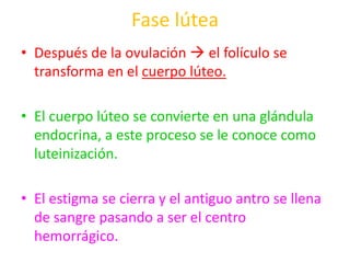 Fase lútea 
• Después de la ovulación  el folículo se 
transforma en el cuerpo lúteo. 
• El cuerpo lúteo se convierte en una glándula 
endocrina, a este proceso se le conoce como 
luteinización. 
• El estigma se cierra y el antiguo antro se llena 
de sangre pasando a ser el centro 
hemorrágico. 
 