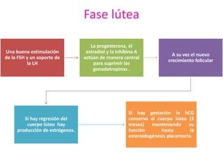 Fase lútea 
Una buena estimulación 
de la FSH y un soporte de 
la LH 
La progesterona, el 
estradiol y la inhibina A 
actúan de manera central 
para suprimir las 
gonadotropinas . 
A su vez el nuevo 
crecimiento folicular 
Si hay regresión del 
cuerpo lúteo hay 
producción de estrógenos. 
Si hay gestación la hCG 
conserva al cuerpo lúteo (3 
meses) manteniendo su 
función hasta la 
esteroidogénesis placentaria. 
 