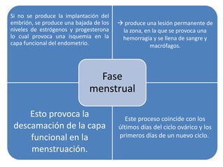 Si no se produce la implantación del 
embrión, se produce una bajada de los 
niveles de estrógenos y progesterona 
lo cual provoca una isquemia en la 
capa funcional del endometrio. 
 produce una lesión permanente de 
la zona, en la que se provoca una 
hemorragia y se llena de sangre y 
macrófagos. 
Esto provoca la 
Fase 
menstrual 
descamación de la capa 
funcional en la 
menstruación. 
Este proceso coincide con los 
últimos días del ciclo ovárico y los 
primeros días de un nuevo ciclo. 
 