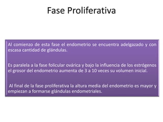 Fase Proliferativa 
Al comienzo de esta fase el endometrio se encuentra adelgazado y con 
escasa cantidad de glándulas. 
Es paralela a la fase folicular ovárica y bajo la influencia de los estrógenos 
el grosor del endometrio aumenta de 3 a 10 veces su volumen inicial. 
Al final de la fase proliferativa la altura media del endometrio es mayor y 
empiezan a formarse glándulas endometriales. 
 