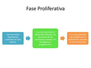 Fase Proliferativa 
Las hormonas 
hipofisarias 
controlan el ciclo 
ovárico. 
A su vez controlan el 
desarrollo folicular y la 
secreción de las 
hormonas ováricas  
estrógenos y 
progesterona. 
A su vez controlan 
los cambios en el 
endometrio durante 
el ciclo menstrual. 
 