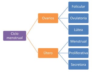 Ciclo 
menstrual 
Ovarios 
Folicular 
Ovulatoria 
Lútea 
Útero 
Menstrual 
Proliferativa 
Secretora 
 