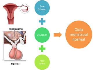 Fase 
folicular 
Ovulación 
Fase 
lútea 
Ciclo 
menstrual 
normal 
Hipófisis 
 