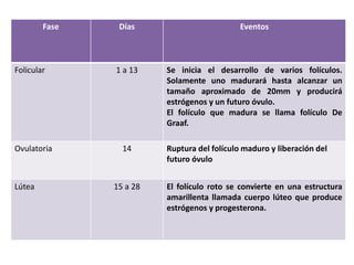 Fase Días Eventos 
Folicular 1 a 13 Se inicia el desarrollo de varios folículos. 
Solamente uno madurará hasta alcanzar un 
tamaño aproximado de 20mm y producirá 
estrógenos y un futuro óvulo. 
El folículo que madura se llama folículo De 
Graaf. 
Ovulatoria 14 Ruptura del folículo maduro y liberación del 
futuro óvulo 
Lútea 15 a 28 El folículo roto se convierte en una estructura 
amarillenta llamada cuerpo lúteo que produce 
estrógenos y progesterona. 
 
