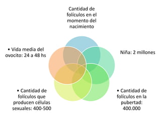 Cantidad de 
folículos en el 
momento del 
nacimiento 
Niña: 2 millones 
• Cantidad de 
folículos en la 
pubertad: 
400.000 
• Vida media del 
ovocito: 24 a 48 hs 
• Cantidad de 
folículos que 
producen células 
sexuales: 400-500 
 