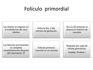 Folículo primordial 
Las células se originan en 
el endodermo del saco 
vitelino 
Entre la 5ta. y 6ta. 
semana de gestación. 
16 a la 20 semanas se 
alcanza el máximo de 
ovocitos 
Los folículos primordiales 
se completa 
inmediatamente después 
del nacimiento  
Folículo primario: 
Consiste en un ovocito 
Rodeado por capa de 
células granulosas. 
Estadío: Profase I 
 