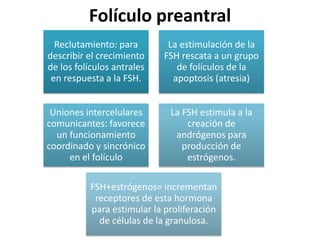 Folículo preantral 
Reclutamiento: para 
describir el crecimiento 
de los folículos antrales 
en respuesta a la FSH. 
La estimulación de la 
FSH rescata a un grupo 
de folículos de la 
apoptosis (atresia) 
Uniones intercelulares 
comunicantes: favorece 
un funcionamiento 
coordinado y sincrónico 
en el folículo 
La FSH estimula a la 
creación de 
andrógenos para 
producción de 
estrógenos. 
FSH+estrógenos= incrementan 
receptores de esta hormona 
para estimular la proliferación 
de células de la granulosa. 
 