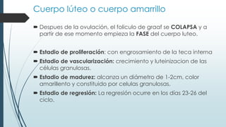 Cuerpo lúteo o cuerpo amarrillo
 Despues de la ovulación, el foliculo de graaf se COLAPSA y a
partir de ese momento empieza la FASE del cuerpo luteo.
 Estadio de proliferación: con engrosamiento de la teca interna
 Estadio de vascularización: crecimiento y luteinizacion de las
células granulosas.
 Estadio de madurez: alcanza un diámetro de 1-2cm, color
amarillento y constituido por celulas granulosas.
 Estadio de regresión: La regresión ocurre en los días 23-26 del
ciclo.

 