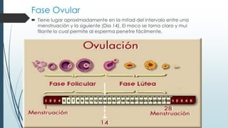Fase Ovular
 Tiene lugar aproximadamente en la mitad del intervalo entre una
menstruación y la siguiente (Dia 14), El moco se torna claro y mui
filante lo cual permite al esperma penetre fácilmente.

 