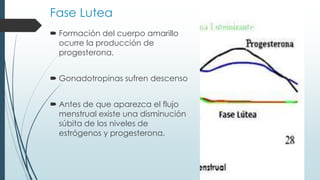 Fase Lutea
 Formación del cuerpo amarillo
ocurre la producción de
progesterona.
 Gonadotropinas sufren descenso

 Antes de que aparezca el flujo
menstrual existe una disminución
súbita de los niveles de
estrógenos y progesterona.

 