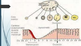 Ciclo ovárico  obstetricia 3-
