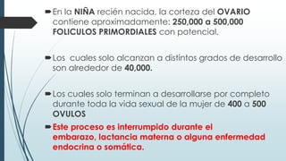 En la NIÑA recién nacida, la corteza del OVARIO
contiene aproximadamente: 250,000 a 500,000
FOLICULOS PRIMORDIALES con potencial.

Los cuales solo alcanzan a distintos grados de desarrollo
son alrededor de 40,000.
Los cuales solo terminan a desarrollarse por completo
durante toda la vida sexual de la mujer de 400 a 500
OVULOS
Este proceso es interrumpido durante el
embarazo, lactancia materna o alguna enfermedad
endocrina o somática.

 