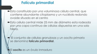 Folículo primordial
Esta constituido por una voluminosa célula central, que
contiene abundante citoplasma y un nucléolo redondo
ovoide situado en el centro
Esta célula central mide 25 mm de diámetro esta rodeada
por una capa continua de células dispuestas en una sola
hilera.

 El conjunto de células granulosas y un oocito primario
se denomina folículo primordial.
El oocito es un óvulo inmaduro

 