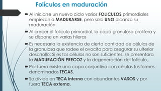 Folículos en maduración
 Al iniciarse un nuevo ciclo varios FOLICULOS primordiales
empiezan a MADURARSE, pero solo UNO alcanza su
maduración.
 Al crecer el folículo primordial, la capa granulosa prolifera y
se dispone en varias hileras
 Es necesaria la existencia de cierta cantidad de células de
la granulosa que rodee el ovocito para asegurar su ulterior
desarrollo; Si es tas células no son suficientes, se presentara
la MADURACIÓN PRECOZ y la degeneración del folículo,.
 Por fuera existe una capa conjuntiva con células fusiformes
denominados TECAS.
 Se divide en TECA interna con abundantes VASOS y por
fuera TECA externa.

 