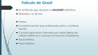 Folículo de Graaf
 Es el folículo que alcanza su MADUREZ definitiva.

 Diámetro 16- 20 mm
 Partes:

 Cavidad central: que es llamada antro y contiene
liquido.
 Cavidad granulosa: formada por varias hileras de
células esféricas o cubicas con escaso citoplasma.

 Teca interna
 Teca externa

 