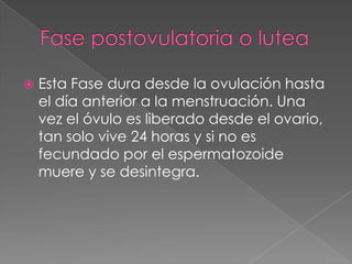  Esta Fase dura desde la ovulación hasta
el día anterior a la menstruación. Una
vez el óvulo es liberado desde el ovario,
tan solo vive 24 horas y si no es
fecundado por el espermatozoide
muere y se desintegra.
 