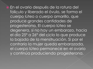  En el ovario después de la rotura del
folículo y liberado el óvulo, se forma el
cuerpo lúteo o cuerpo amarillo, que
produce grandes cantidades de
progesterona. El cuerpo lúteo se
degenera, si no hay un embarazo, hacia
el día 25º a 26º del ciclo lo que produce
la bajada de la menstruación. Si por el
contrario la mujer queda embarazada,
el cuerpo lúteo permanece en el ovario
y continúa produciendo progesterona.
 