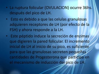 • La ruptura folicular (OVULACION) ocurre 36hs.
después del pico de LH.
• Esto es debido a que las celulas granulosas
adquieren receptores de LH (por efecto de la
FSH) y ahora responde a la LH.
• Este péptido induce la secreción de enzimas
que digieren la pared folicular. El incremento
inicial de LH al inicio de su pico, es suficiente
para que las granulosas secreten pequeñas
cantidades de Progesterona que participa en
el mecanismo de inducción del pico de LH.
 