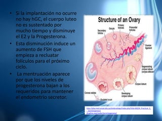 • Si la implantación no ocurre
no hay hGC, el cuerpo luteo
no es sustentado por
mucho tiempo y disminuye
el E2 y la Progesterona.
• Esta disminución induce un
aumento de FSH que
empieza a recluatar
folículos para el próximo
ciclo.
• La mentruación aparece
por que los niveles de
progesterona bajan a los
requeridos para mantener
el endometrio secretor.
http://php.med.unsw.edu.au/embryology/index.php?title=BGDA_Practical_3_
-_Gametogenesis
drugline.org/medic/term/oogenesis/
 