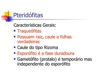 Pteridófitas Características Gerais: Traqueófitas Possuem raiz, caule e folhas verdadeiras Caule do tipo Rizoma Esporófito é a fase duradoura Gametófito (protalo) é temporário mas independente do esporófito 
