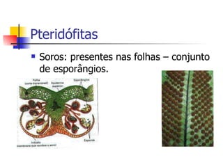 Pteridófitas Soros: presentes nas folhas – conjunto de esporângios. 