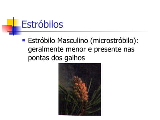 Estróbilos Estróbilo Masculino (microstróbilo): geralmente menor e presente nas pontas dos galhos 