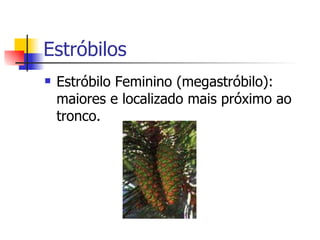 Estróbilos Estróbilo Feminino (megastróbilo): maiores e localizado mais próximo ao tronco. 
