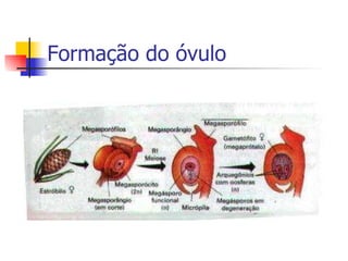 Formação do óvulo 