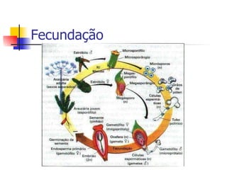Fecundação 