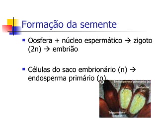 Formação da semente Oosfera + núcleo espermático    zigoto (2n)    embrião Células do saco embrionário (n)    endosperma primário (n). 