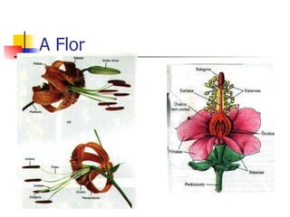 A Flor 