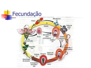 Fecundação 