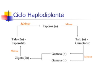 Ciclo Haplodiplonte Talo (2n) - Esporófito Talo (n) - Gametófito Esporos (n) Gameta (n) Gameta (n) Zigoto(2n) Meiose Mitose Mitose Mitose 