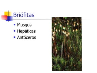 Briófitas Musgos Hepáticas Antóceros 