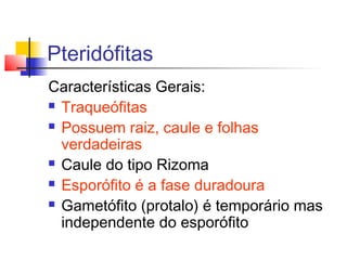 Pteridófitas
Características Gerais:
 Traqueófitas
 Possuem raiz, caule e folhas
verdadeiras
 Caule do tipo Rizoma
 Esporófito é a fase duradoura
 Gametófito (protalo) é temporário mas
independente do esporófito

 